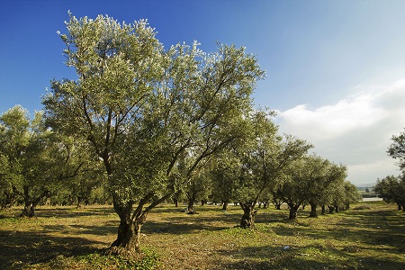 An Italian bequest: Olive trees
